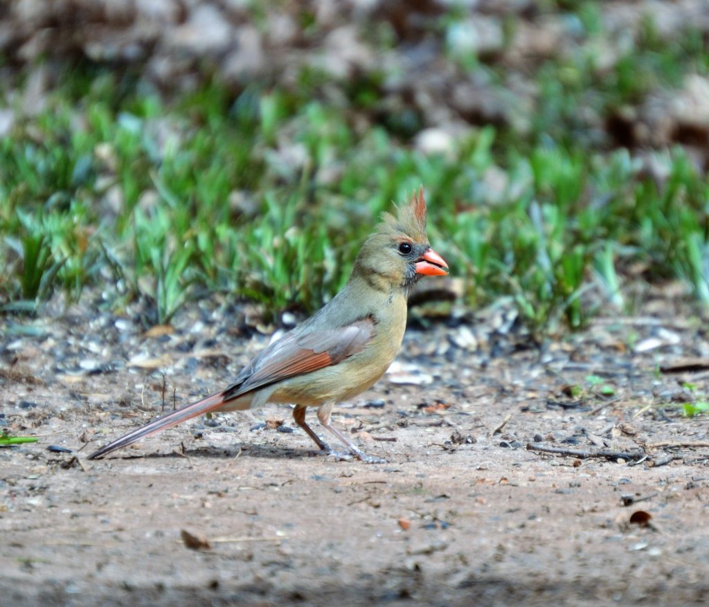 Female Northern Cardinal a favorite backyard wild bird