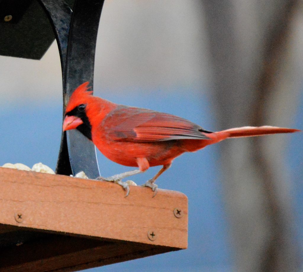 Male Northern Cardinal one of the most common backyard wild birds you will find in the southeast