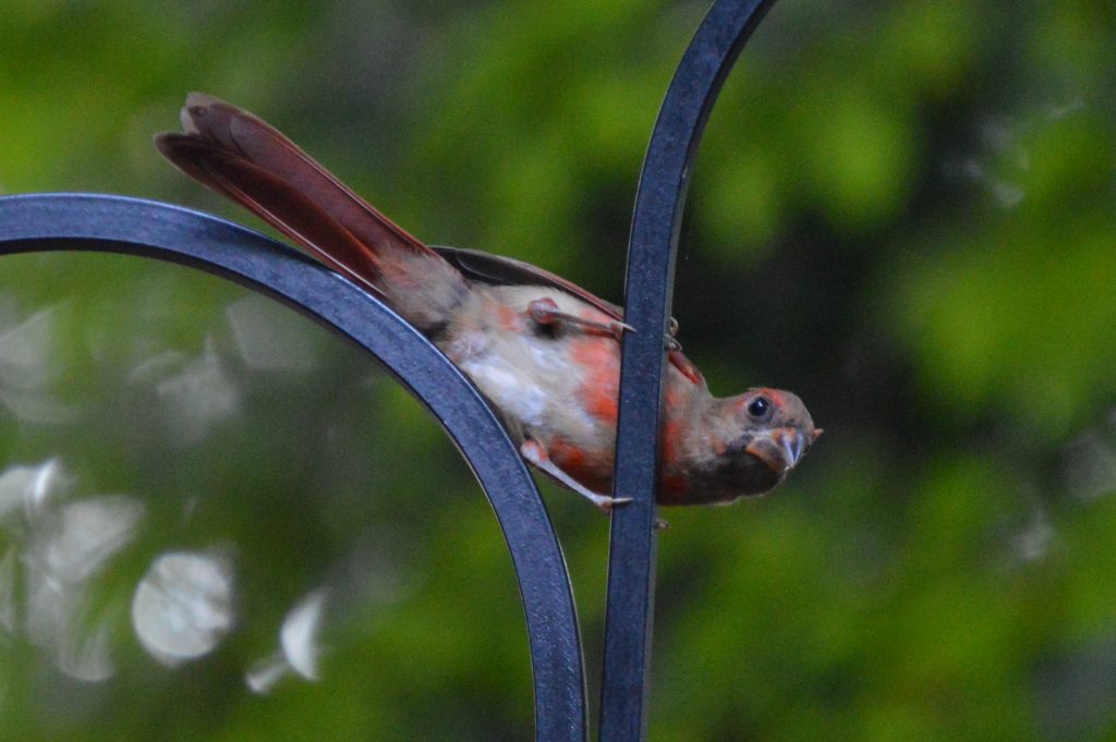 Male cardinal without his head feathers